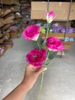 Еустома малинова - Зображення 2