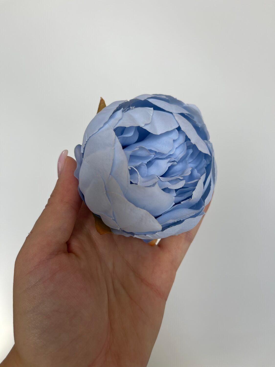 img_5973 Піон стандарт блакитний - Зображення 1