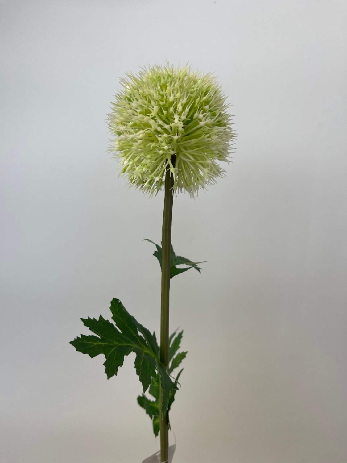 img_6017-2 Цвіт цибулі білий - Зображення 1