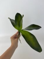 Листя до орхідей гелеві L - Зображення 3