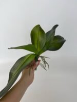 Листя до орхідей гелеві L - Зображення 2