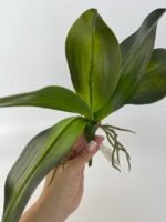 Листя до орхідей гелеві L