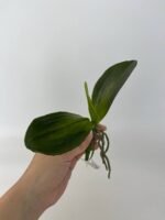 Листя до орхідей гелеві S