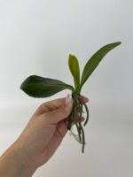 Листя до орхідей гелеві S - Зображення 2