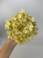 Гортензія преміум зелена - Зображення 2