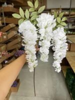 Гліцинія біла - Зображення 3