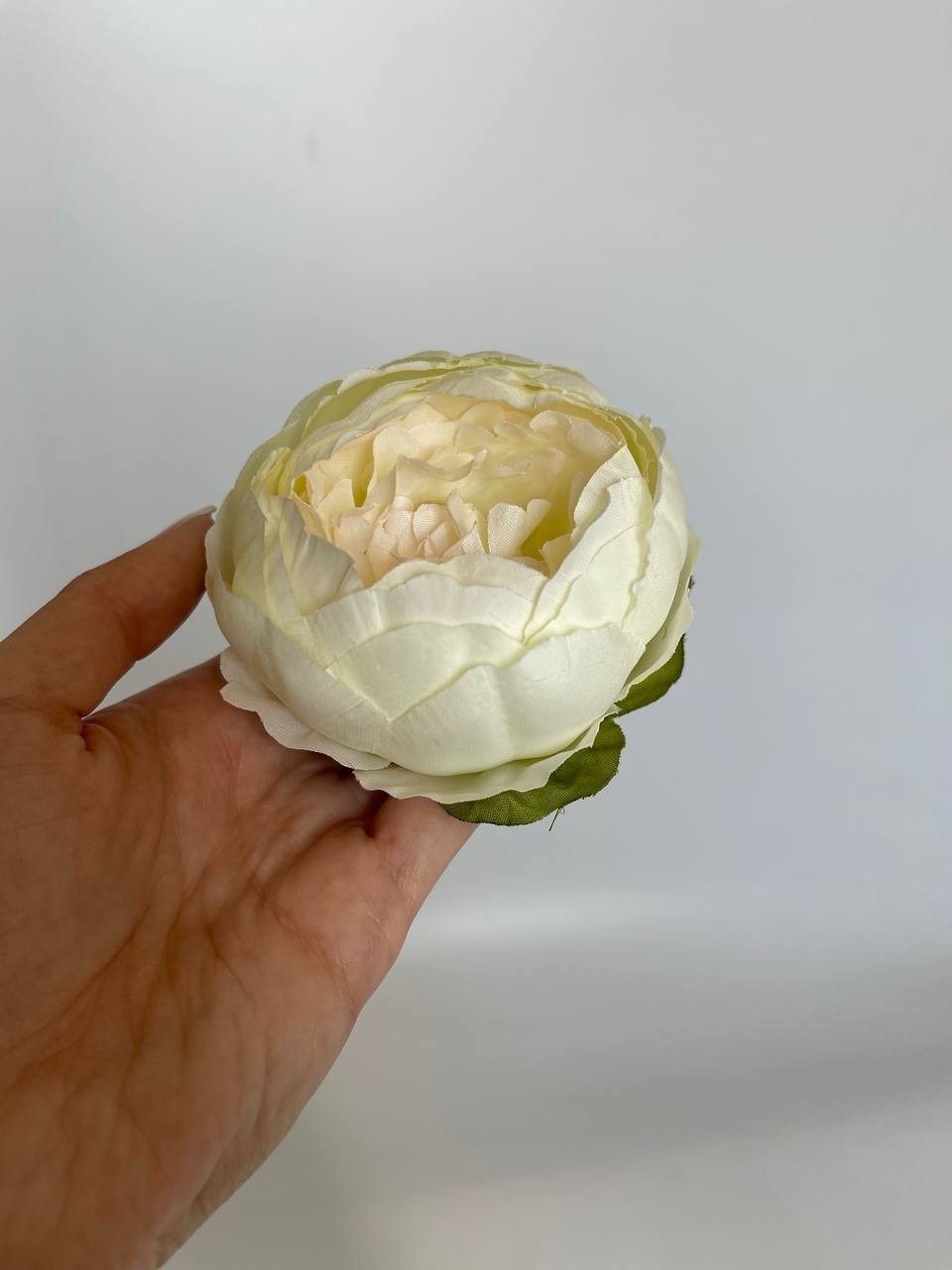 img_6735 Піон ст.айворі з персиковою серединкою - Зображення 1