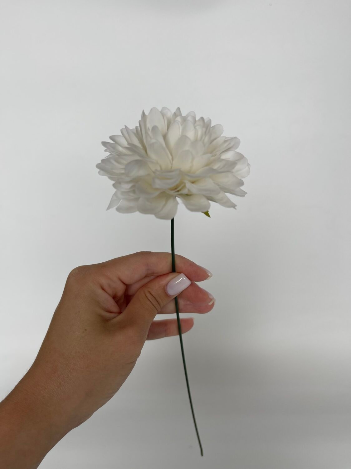 img_7119 Жоржинка біла - Зображення 1