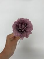 Жоржинка фіолетова