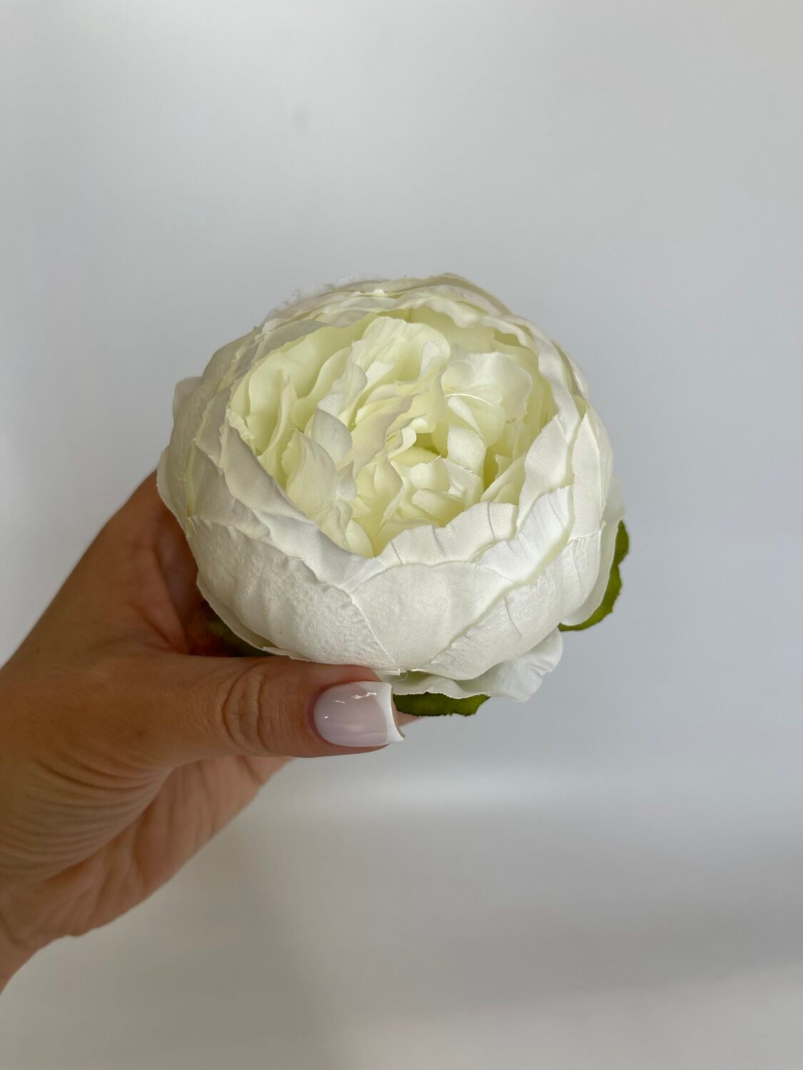 img_7865 Піон ст. айворі - Зображення 1