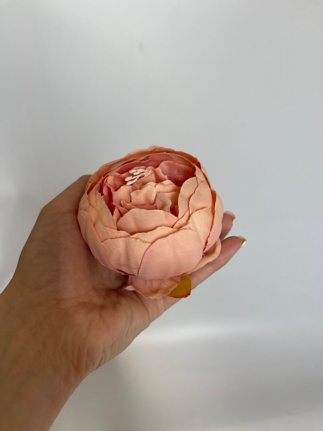 img_7880 Піон стандарт теракот - Зображення 1