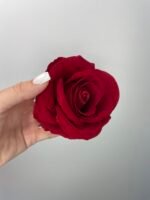 Троянда  бархат т.червона (бордо)