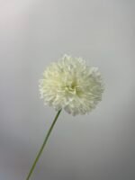 Жоржина пух айворі - Зображення 4