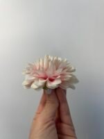 Жоржинка масляно-рожева - Зображення 4