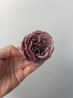 Піон декоративний фіолетовий