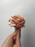 Троянда люкс маленька пудрова - Зображення 2