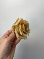 Троянда люкс маленька персикова - Зображення 2