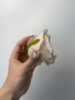 Троянда бархат середня світлий беж - Зображення 3