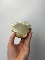 Троянда бархат середня молочна - Зображення 2