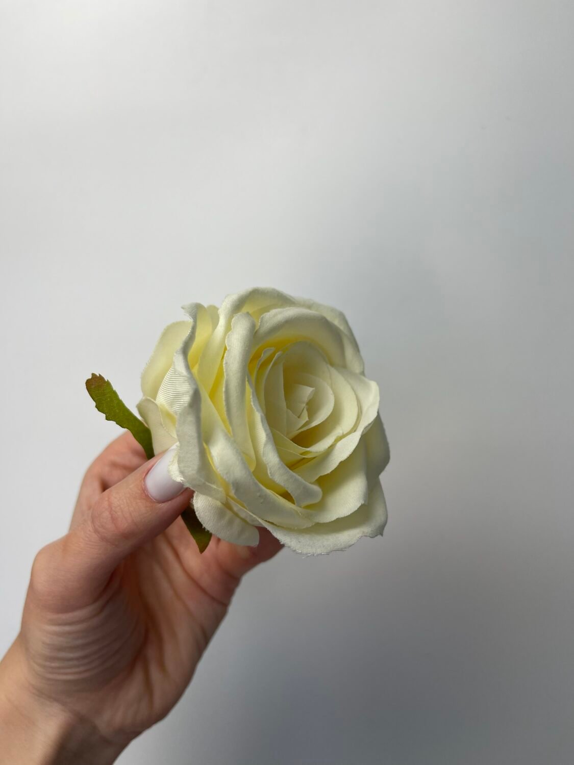 img_8239 Троянда бархат середня молочна - Зображення 1