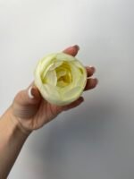 Ранункулус айворі