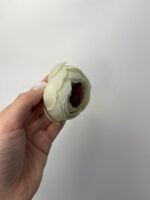 Ранункулус білий з фіолетовою серединкою - Зображення 2