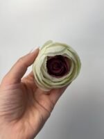 Ранункулус білий з фіолетовою серединкою