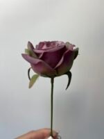 Троянда VIP міні фіолетова - Зображення 2