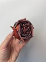 Троянда VIP  коричнева