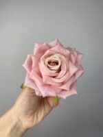 Троянда відкрита хрустка рожева
