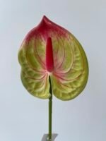 Антуріум  преміум зелено бордовий - Зображення 2