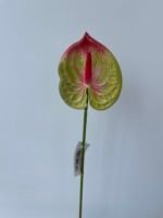 Антуріум  преміум зелено бордовий