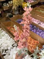 Дельфініум  подвійний темна пудра - Зображення 2