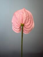 Антуріум преміум ніжно рожевий - Зображення 2