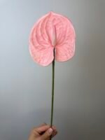 Антуріум преміум ніжно рожевий