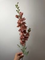 Дельфініум  подвійний темна пудра