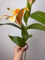Гілка лілії середня оранж - Зображення 3