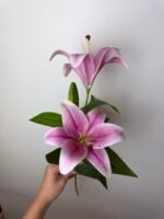 Гілка лілії середня фіолетова