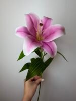Гілка лілії середня фіолетова - Зображення 3