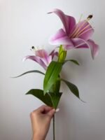 Гілка лілії середня фіолетова - Зображення 2