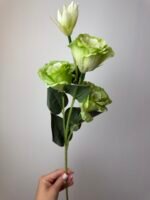 Еустома зелена - Зображення 3