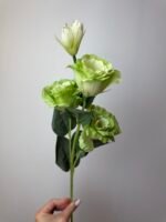 Еустома зелена