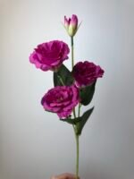 Еустома малинова