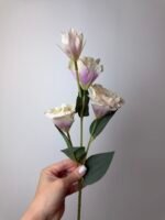 Еустома масляно-рожева - Зображення 2