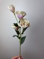 Еустома масляно-рожева