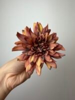 Далія темно руда - Зображення 2