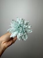 Далія блакитна - Зображення 2