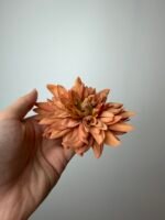 Далія руда - Зображення 2