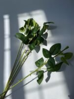 Стебло троянди - Зображення 2