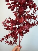 Гілка евкаліпту бордо - Зображення 2